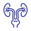 Urology icon